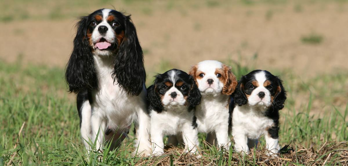 Chiots King Charles